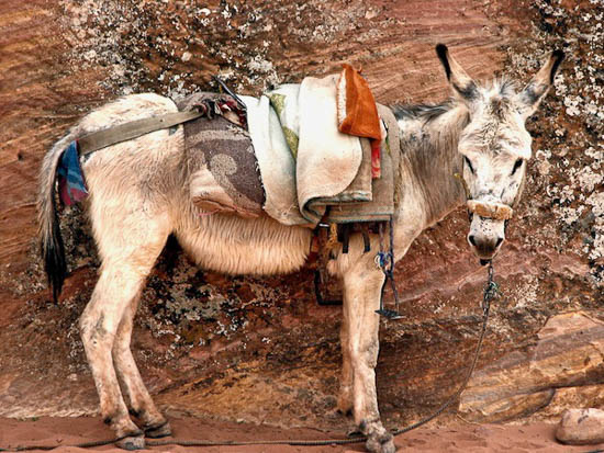 Petra Donkey by Aubrey Laughlin